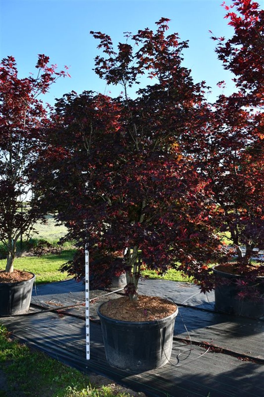 Acer pal. 'Bloodgood' - 250-300 CM in Cont.